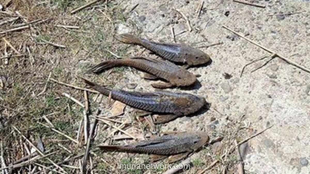 Jaksel Gelar Operasi Tangkap dan Musnah Ikan Sapu-sapu di Setu Babakan