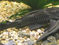 Jaksel Gelar Operasi Kurangi Populasi Ikan Sapu-sapu di Situ Babakan