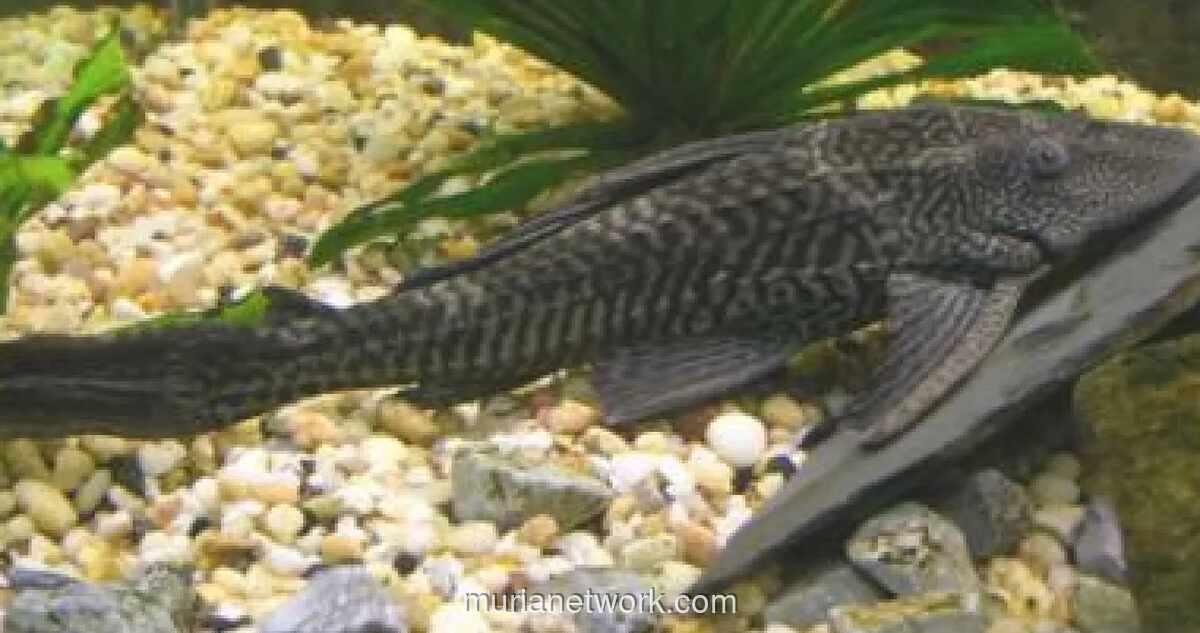 Jaksel Gelar Operasi Kurangi Populasi Ikan Sapu-sapu di Situ Babakan