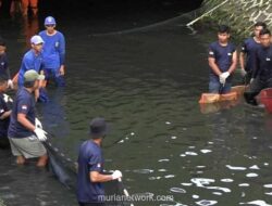 Pemprov DKI Targetkan Ikan Sapu-sapu yang Rusak Ekosistem Perairan