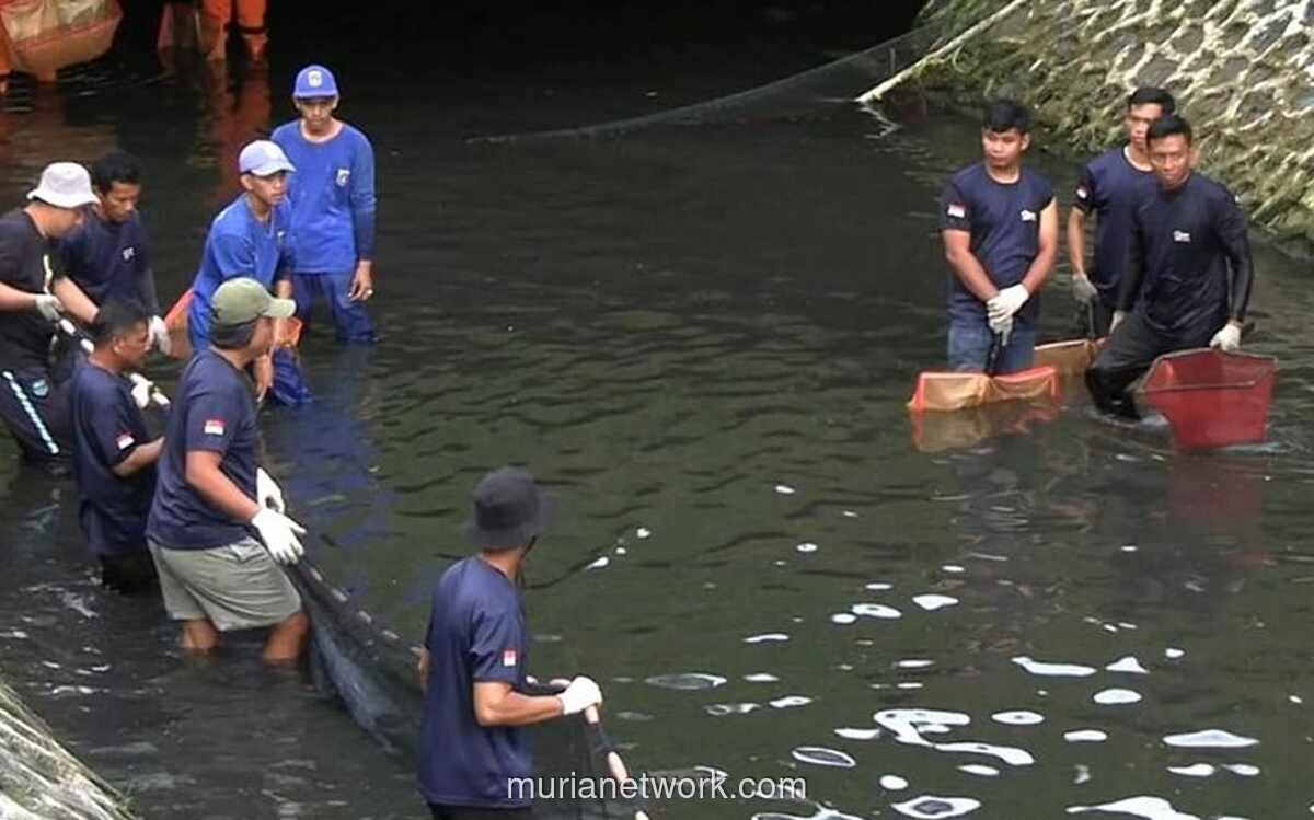 Pemprov DKI Targetkan Ikan Sapu-sapu yang Rusak Ekosistem Perairan