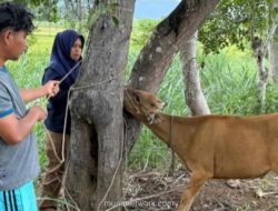 Dinas Peternakan Bone Perketat Pengawasan Hewan Kurban Jelang Idul Adha