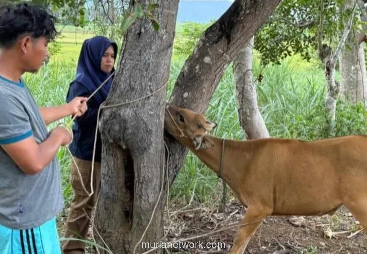 Dinas Peternakan Bone Perketat Pengawasan Hewan Kurban Jelang Idul Adha