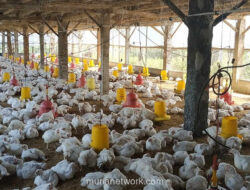 China Siapkan Rp1,4 Triliun untuk Bangun Industri Hilir Unggas di Aceh