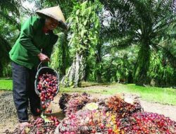 Bakrie Sumatera Plantations Catat Penjualan Rp2,56 Triliun dan Lonjakan Laba Operasi 86% pada 2025