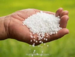 Bank Dunia Peringatkan Lonjakan Harga Pupuk 31 Persen pada 2026, Ancam Ketahanan Pangan Global