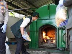 Karantina Banten Musnahkan Ribuan Ton Gulma Invasif dari Impor Gandum Australia