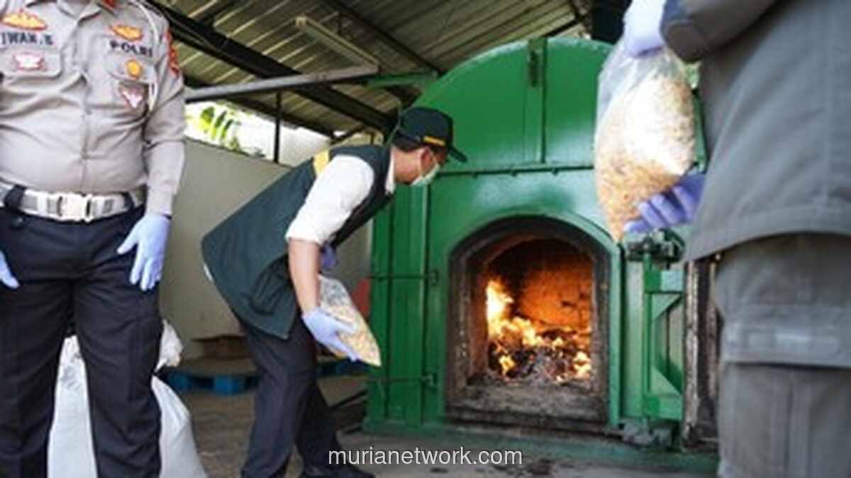 Karantina Banten Musnahkan Ribuan Ton Gulma Invasif dari Impor Gandum Australia