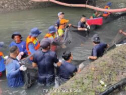 Pemkot Jakarta Barat Beri Insentif Rp25 Ribu per Kg untuk Penangkapan Ikan Sapu-sapu