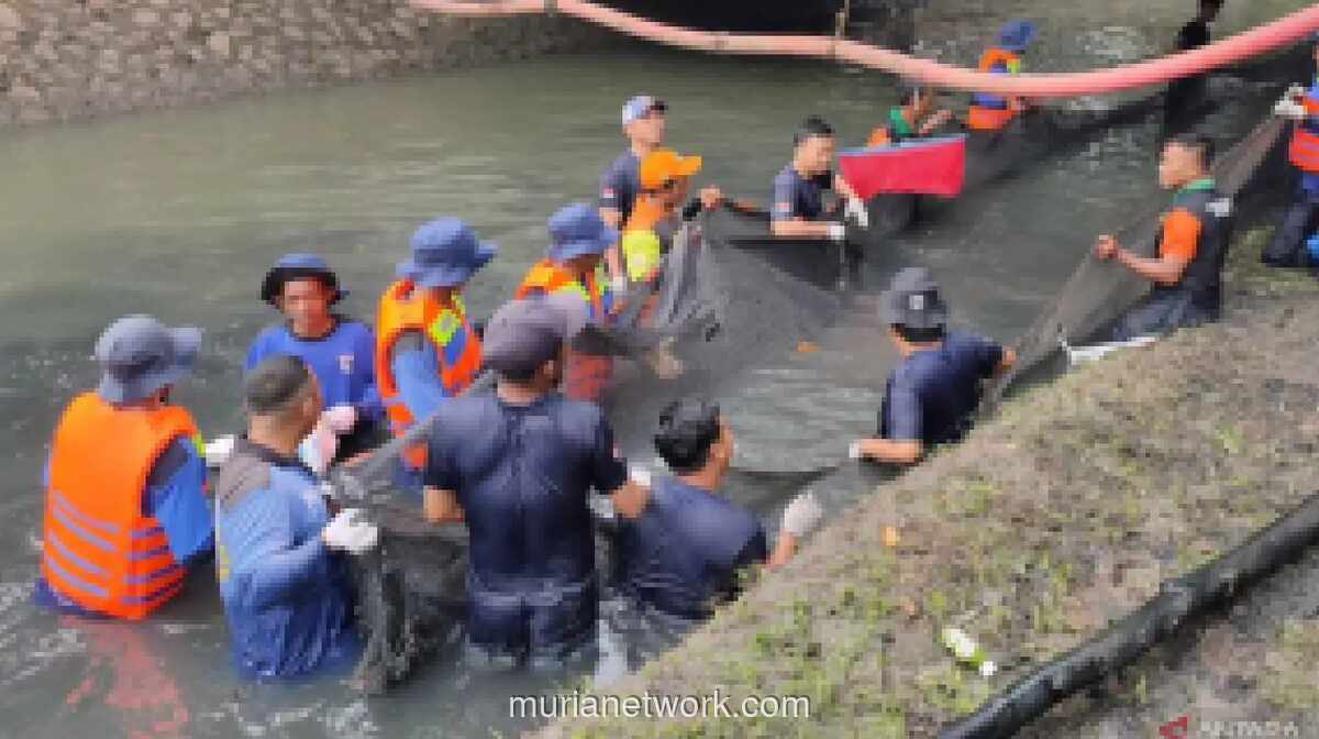 Pemkot Jakarta Barat Beri Insentif Rp25 Ribu per Kg untuk Penangkapan Ikan Sapu-sapu