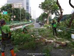 Hujan Deras dan Angin Kencang Tumbangkan Pohon dan Rusak Fasilitas di Ruas Tol Jakarta