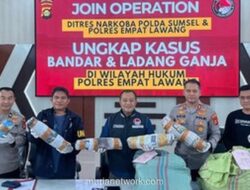 Polisi Bongkar Ladang Ganja 20 Hektare di Empat Lawang, Amankan 220 Kilogram Narkoba Siap Edar
