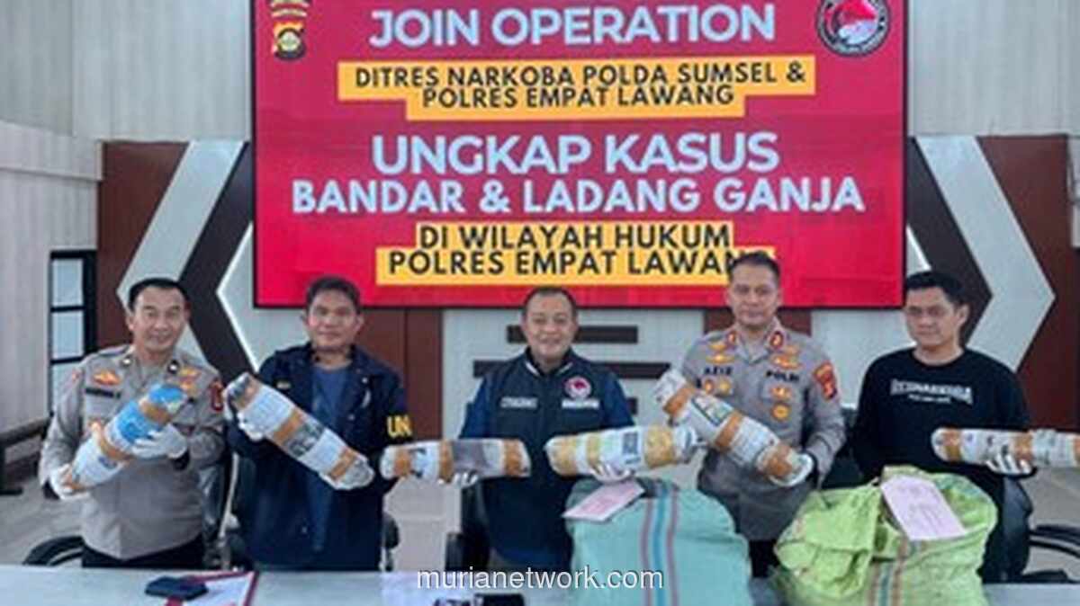 Polisi Bongkar Ladang Ganja 20 Hektare di Empat Lawang, Amankan 220 Kilogram Narkoba Siap Edar