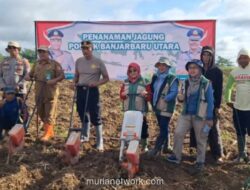 Polisi dan Petani Banjarbaru Garap 30 Hektare Lahan Jagung untuk Ketahanan Pangan