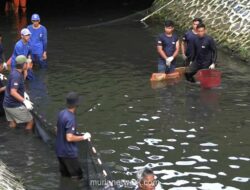 Pemprov DKI Gelar Pembersihan Ikan Sapu-sapu Serentak di Lima Kota