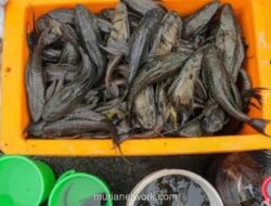 Gubernur DKI Kerahkan PJLP untuk Tekan Populasi Ikan Sapu-sapu di Sungai Jakarta