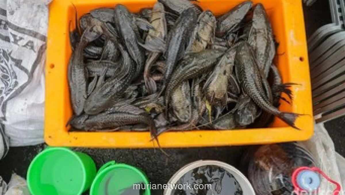 Gubernur DKI Kerahkan PJLP untuk Tekan Populasi Ikan Sapu-sapu di Sungai Jakarta