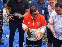 Gubernur Pramono Anung Turun Langsung Basmi Ikan Sapu-sapu yang Ancam Ekosistem