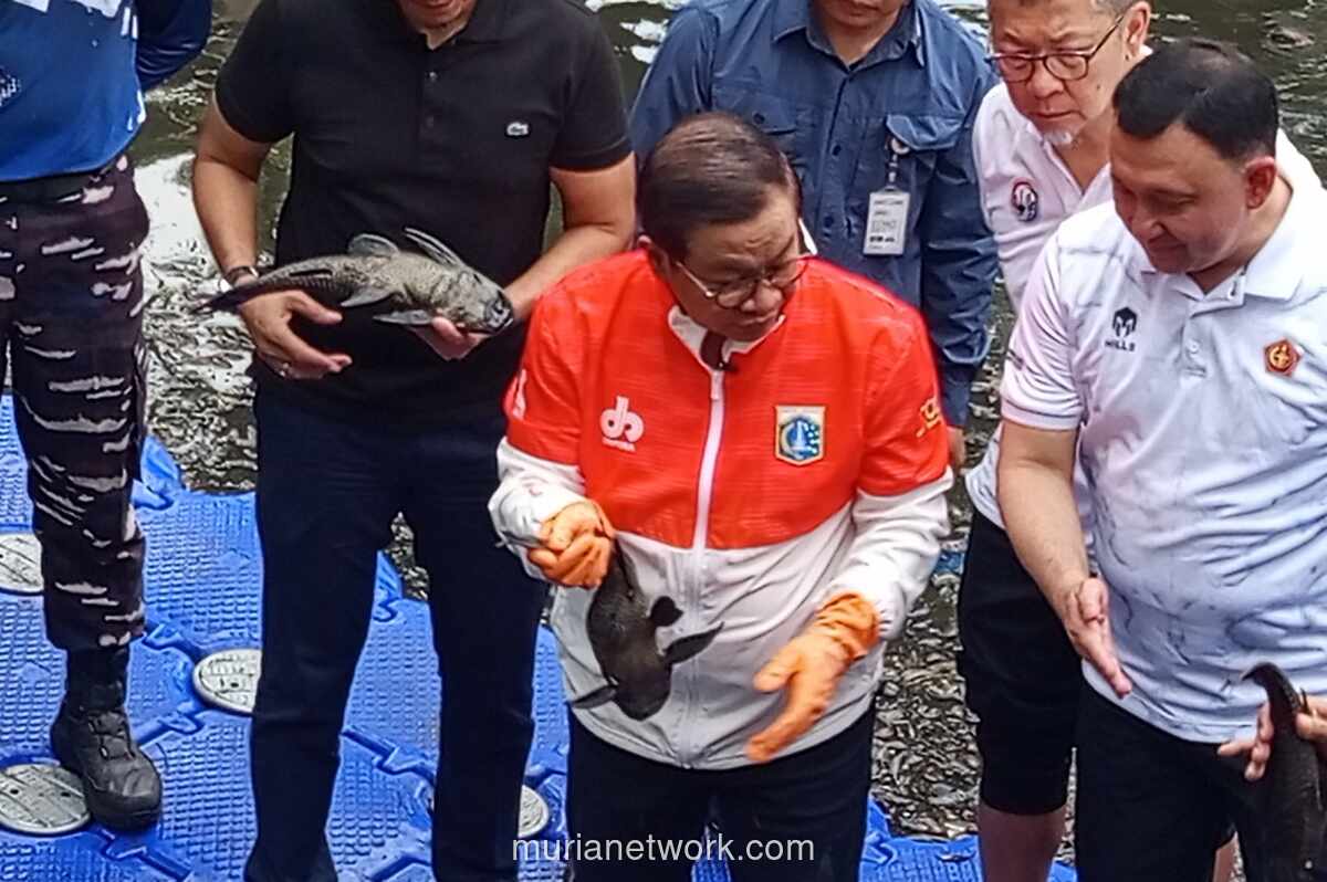 Gubernur Pramono Anung Turun Langsung Basmi Ikan Sapu-sapu yang Ancam Ekosistem