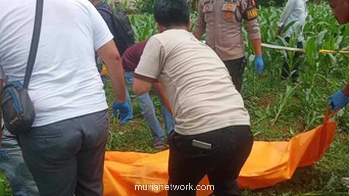 Mayat Pria Tak Dikenal Ditemukan di Kebun Jagung Bogor, Pegang Pisau