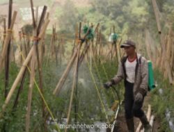 Program Makan Bergizi Dongkrak Harga Jual dan Semangat Petani Boyolali