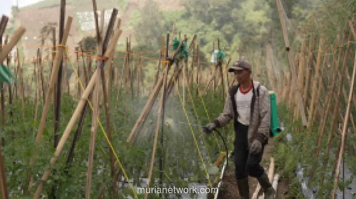 Program Makan Bergizi Dongkrak Harga Jual dan Semangat Petani Boyolali
