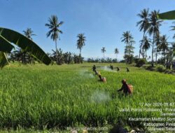 Pinrang Gelar Gerakan Massal Atasi Hama Penggerek Batang Padi