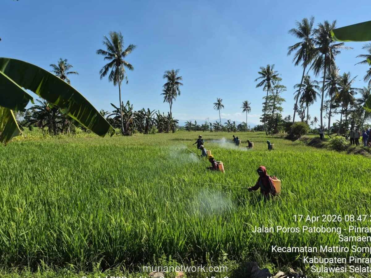 Pinrang Gelar Gerakan Massal Atasi Hama Penggerek Batang Padi