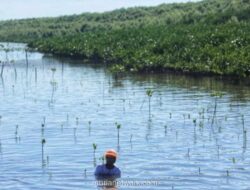 ANDALAN dan Jejakin Kolaborasi Restorasi Mangrove dengan Teknologi Pemantauan