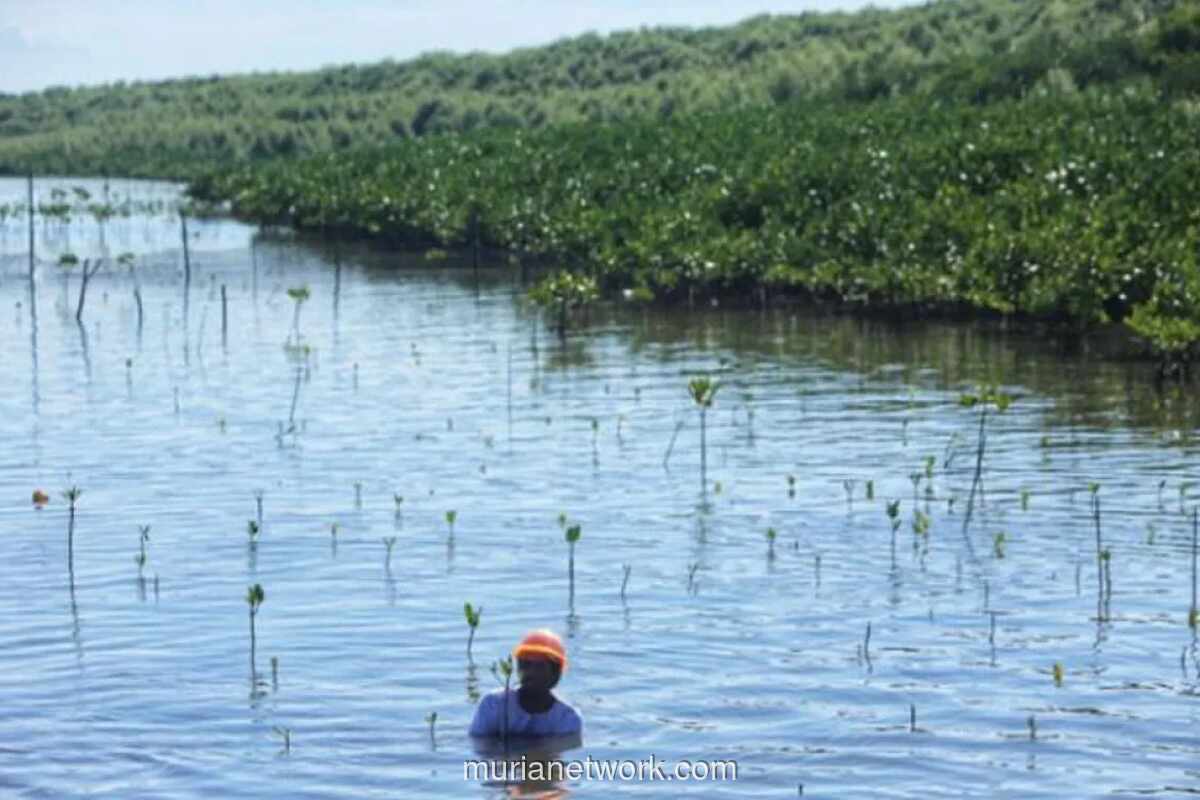ANDALAN dan Jejakin Kolaborasi Restorasi Mangrove dengan Teknologi Pemantauan