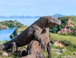 Menteri Kehutanan Bela Kebijakan Batas Kunjungan 1.000 Wisatawan per Hari di TN Komodo
