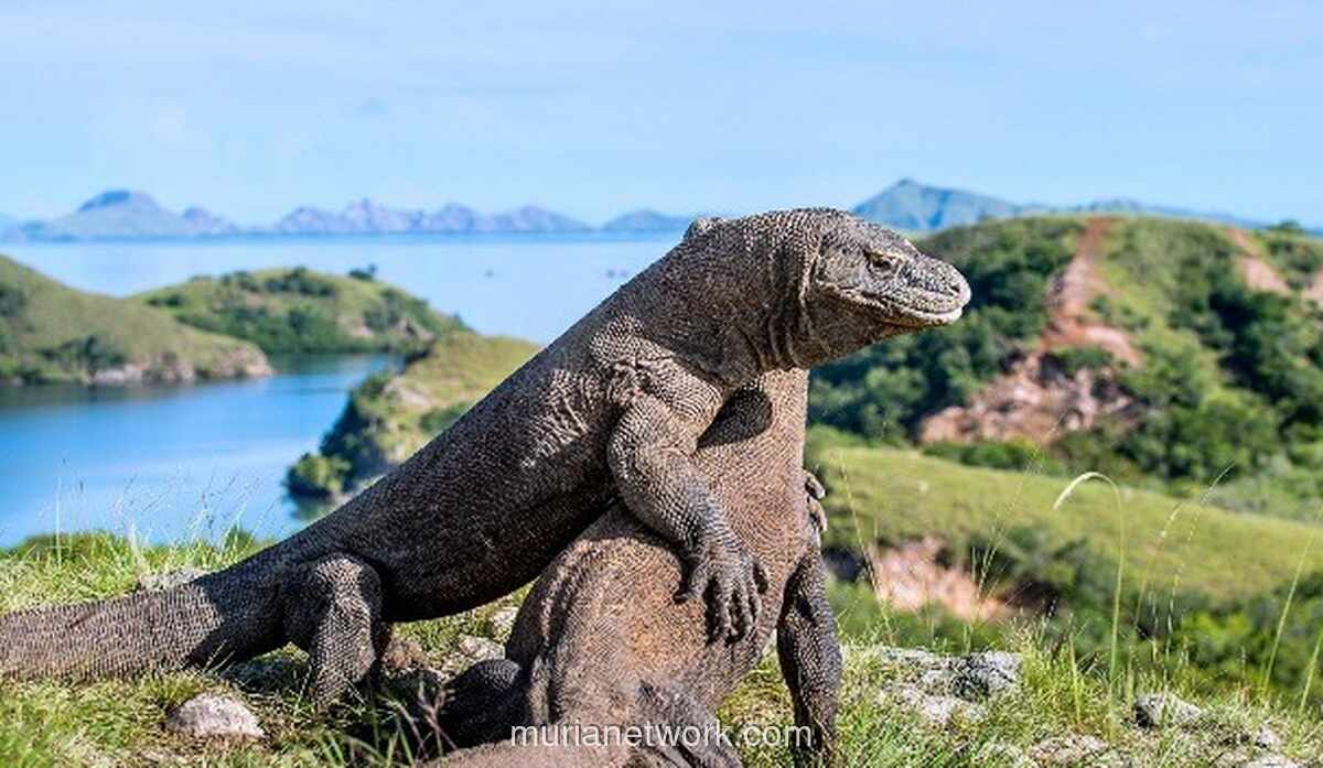 Menteri Kehutanan Bela Kebijakan Batas Kunjungan 1.000 Wisatawan per Hari di TN Komodo