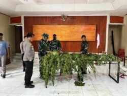 Satgas Cartenz 2026 Ungkap Ladang Ganja 226 Batang di Pegunungan Bintang