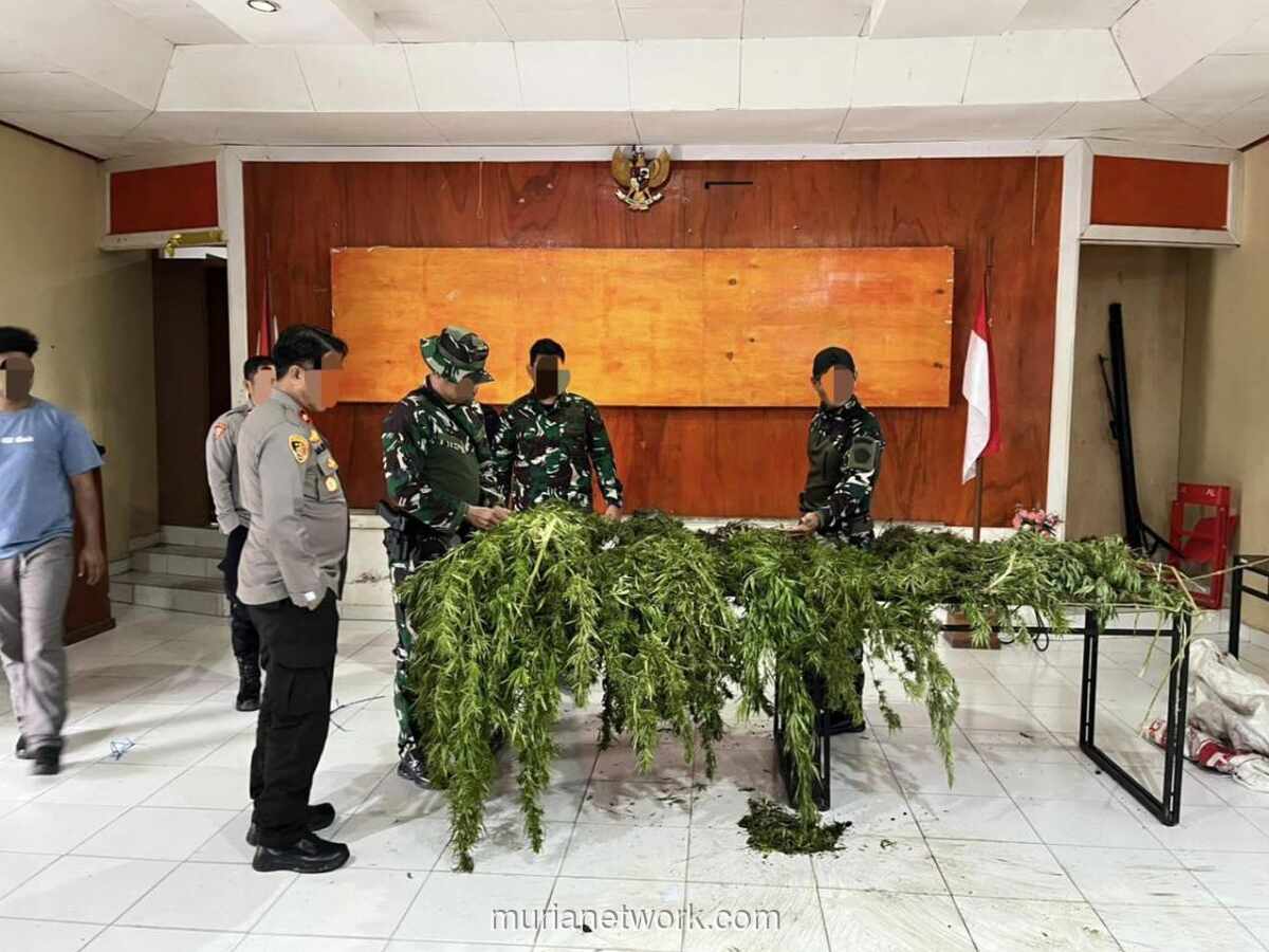 Satgas Cartenz 2026 Ungkap Ladang Ganja 226 Batang di Pegunungan Bintang