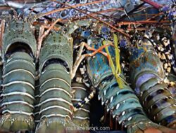 Anggota DPR Soroti Kecenderungan Ekspor Benih Lobster Ketimbang Budidaya
