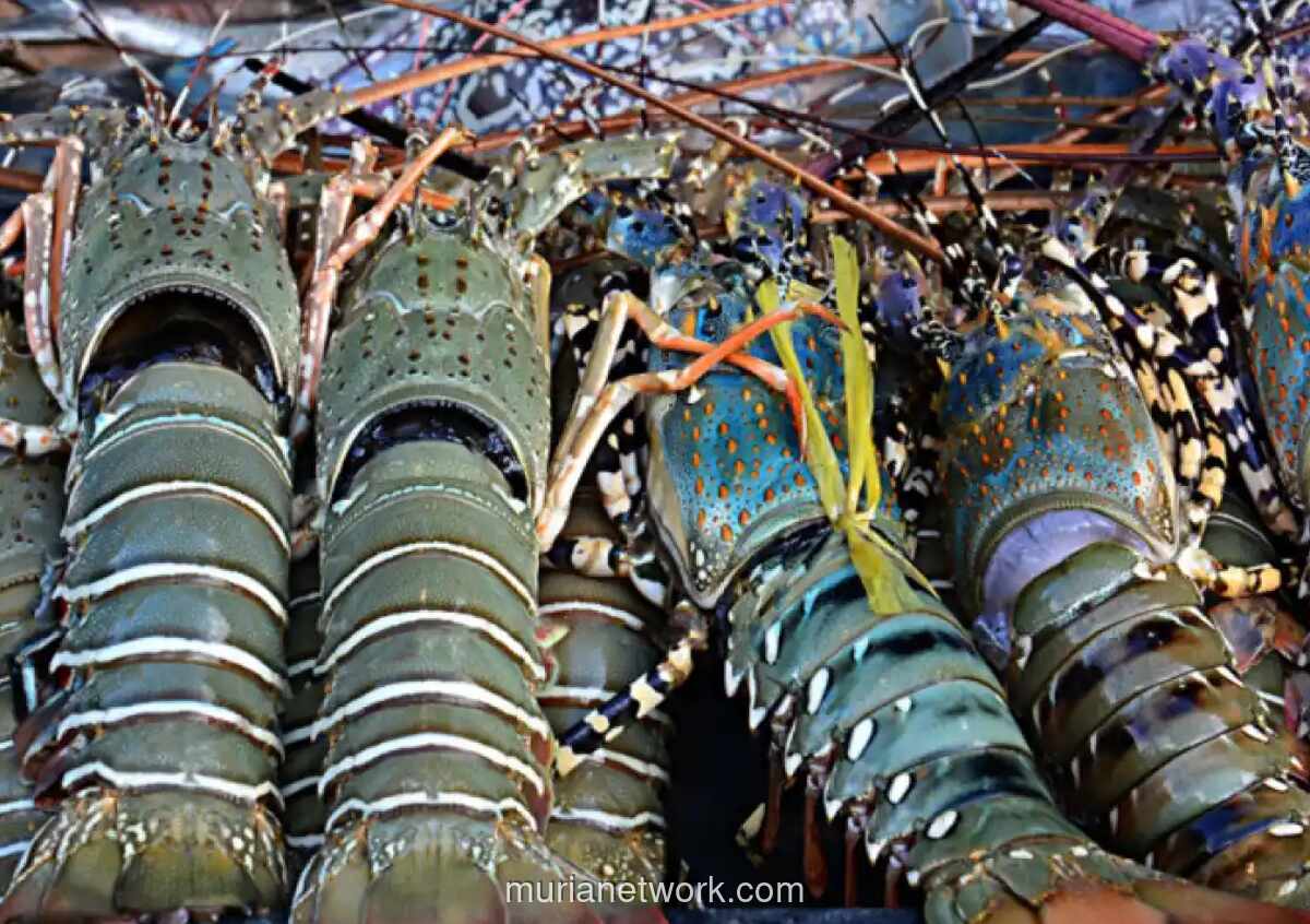 Anggota DPR Soroti Kecenderungan Ekspor Benih Lobster Ketimbang Budidaya