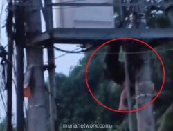 Pemuda Pencuri Kabel Tersengat 20.000 Volt di Gardu Listrik Jambi