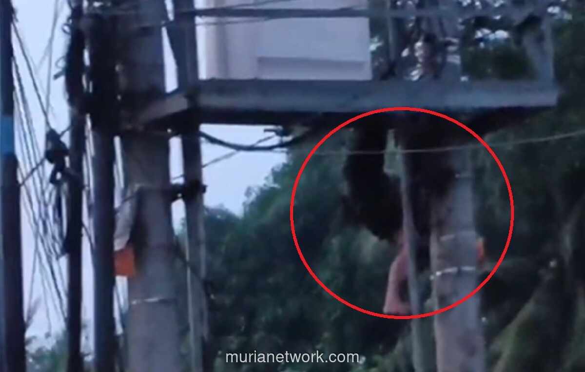 Pemuda Pencuri Kabel Tersengat 20.000 Volt di Gardu Listrik Jambi