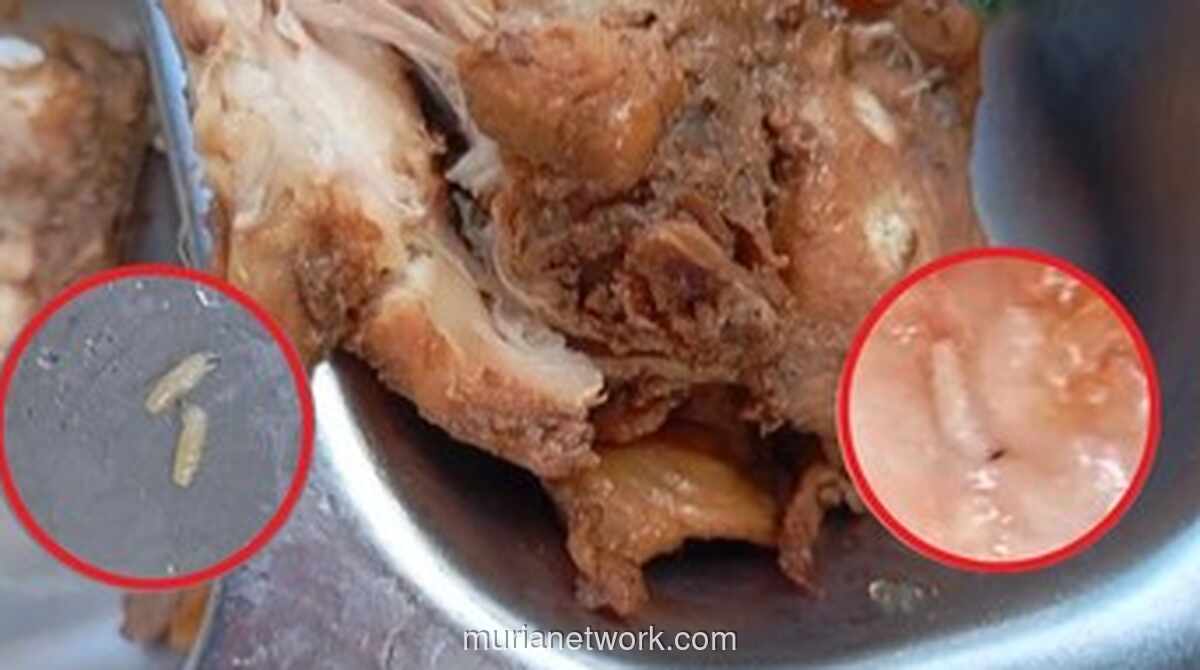 Penyelenggara MBG di Lembata Bantah Tuduhan Ulat dalam Daging Ayam, Minta Pemeriksaan Lab