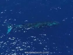 Paus Biru Raksasa Terekam Drone di Perairan Gorontalo