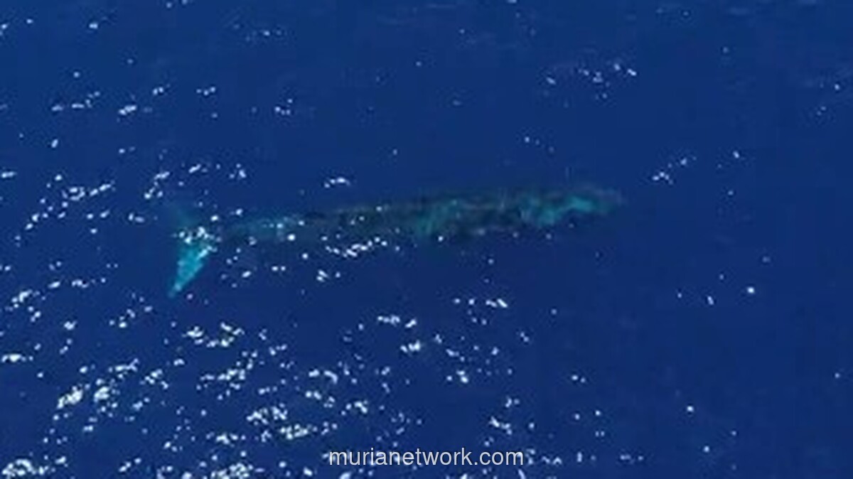 Paus Biru Raksasa Terekam Drone di Perairan Gorontalo