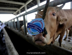 Pemerintah Pastikan Pasokan Daging Sapi Aman Jelang Iduladha 2026, Impor Dikendalikan agar Tak Rugikan Peternak