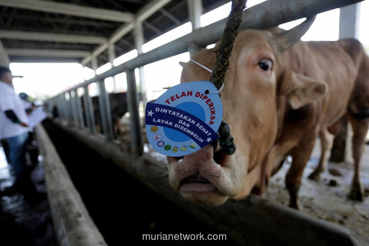 Pemerintah Pastikan Pasokan Daging Sapi Aman Jelang Iduladha 2026, Impor Dikendalikan agar Tak Rugikan Peternak