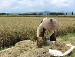 BPS Peringatkan Ancaman Godzilla El Nino terhadap Stok dan Harga Pangan