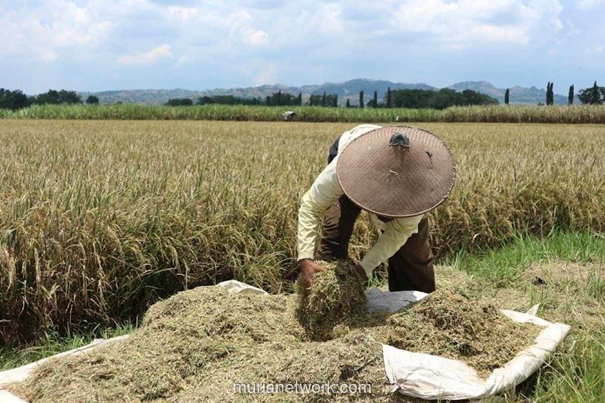 BPS Peringatkan Ancaman Godzilla El Nino terhadap Stok dan Harga Pangan