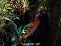 Warga Swedia Ditemukan Tewas Usai Jatuh ke Jurang Sedalam 30 Meter di Ubud