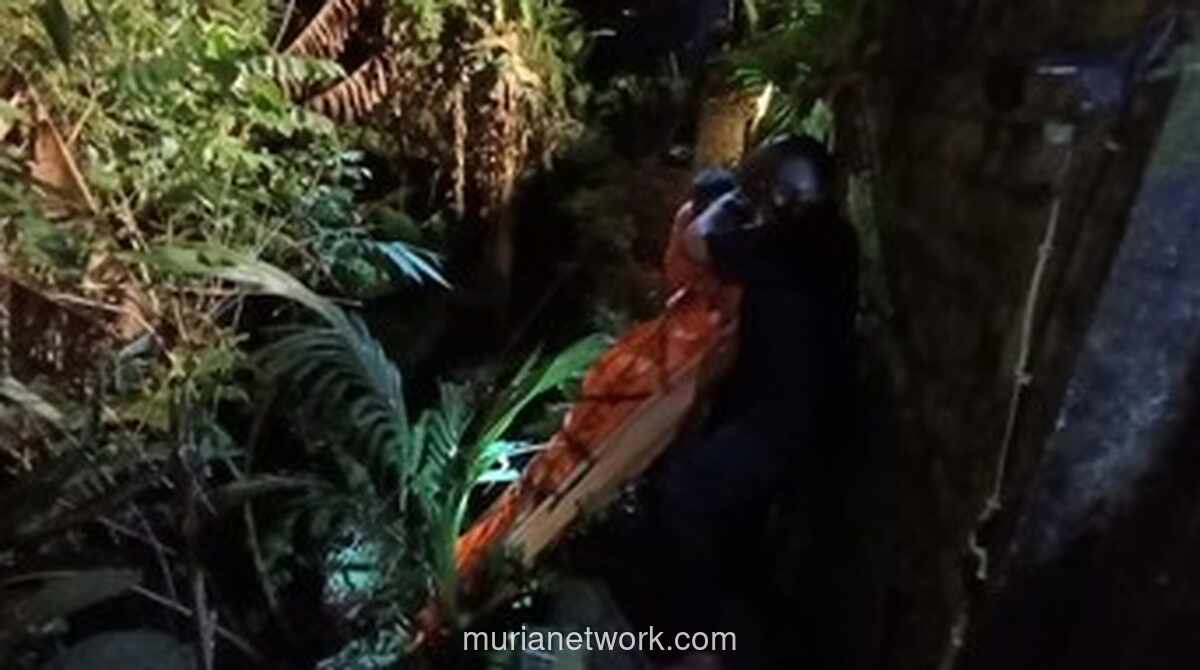 Warga Swedia Ditemukan Tewas Usai Jatuh ke Jurang Sedalam 30 Meter di Ubud