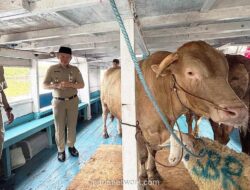 49 Ekor Hewan Kurban Mulai Didistribusikan ke 11 Pulau di Kepulauan Seribu Jelang Iduladha