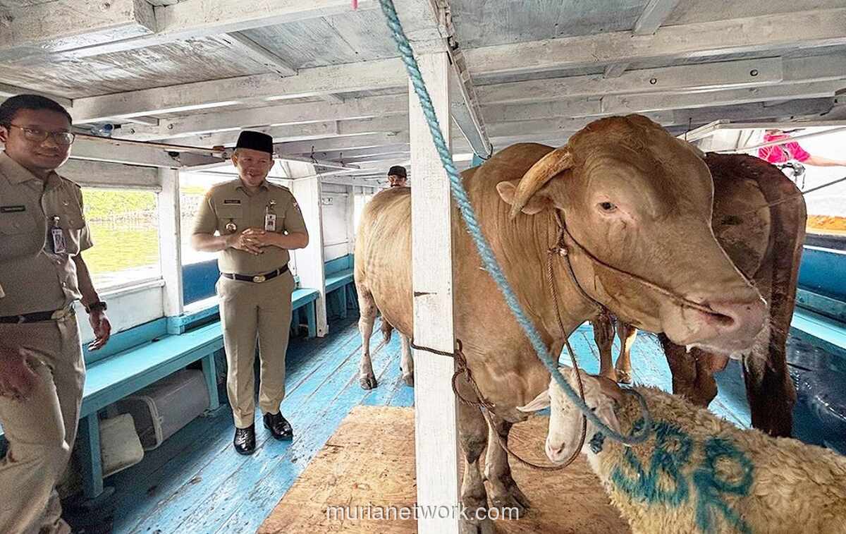 49 Ekor Hewan Kurban Mulai Didistribusikan ke 11 Pulau di Kepulauan Seribu Jelang Iduladha