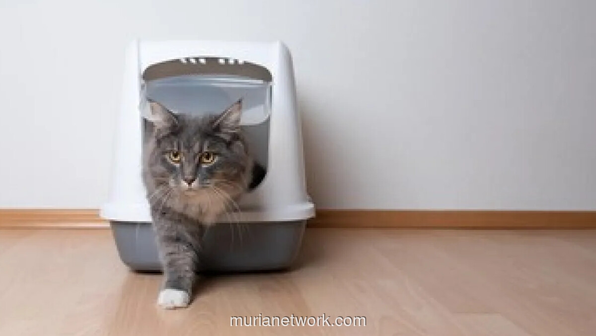 Amerika Serikat Puncaki Daftar Negara dengan Jumlah Kucing Peliharaan Terbanyak di Dunia